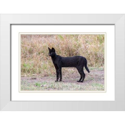 Africa-Tanzania-Serengeti National Park Black serval cat in grass  White Modern Wood Framed Art Print with Double Matting by Jaynes Gallery