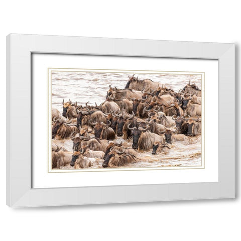 Africa-Tanzania-Serengeti National Park Wildebeests crossing Mara River  White Modern Wood Framed Art Print with Double Matting by Jaynes Gallery