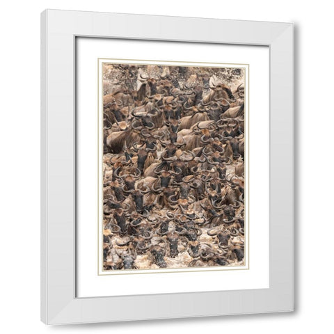 Africa-Tanzania-Serengeti National Park Wildebeests crossing Mara River  White Modern Wood Framed Art Print with Double Matting by Jaynes Gallery
