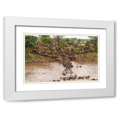 Africa-Tanzania-Serengeti National Park Wildebeests crossing Mara River  White Modern Wood Framed Art Print with Double Matting by Jaynes Gallery