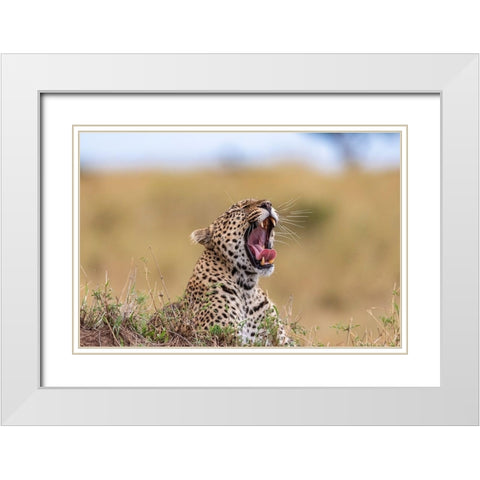 Africa-Tanzania-Serengeti National Park Yawning leopard  White Modern Wood Framed Art Print with Double Matting by Jaynes Gallery