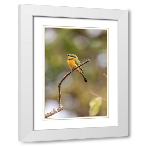 Africa-Tanzania Little bee-eater bird on limb  White Modern Wood Framed Art Print with Double Matting by Jaynes Gallery