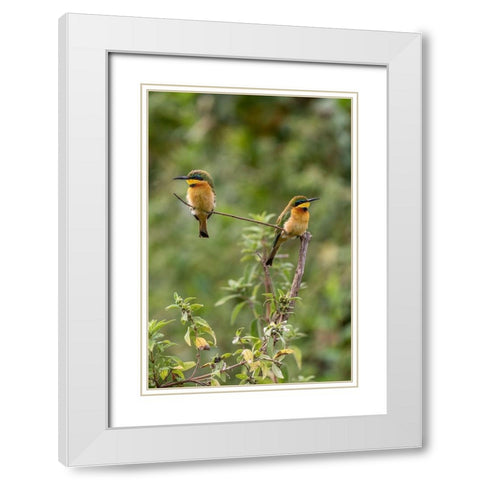 Africa-Tanzania Little bee-eater birds on limb  White Modern Wood Framed Art Print with Double Matting by Jaynes Gallery