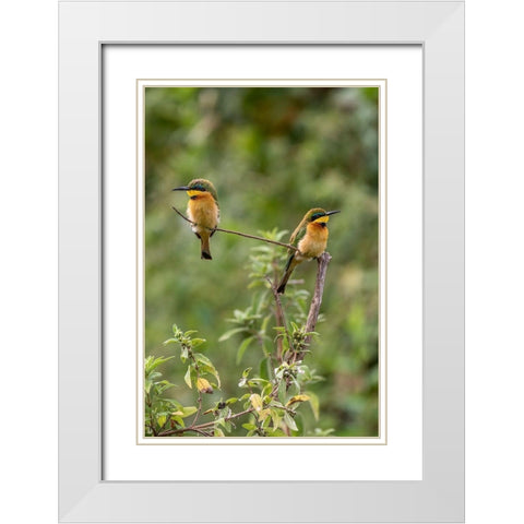 Africa-Tanzania Little bee-eater birds on limb  White Modern Wood Framed Art Print with Double Matting by Jaynes Gallery