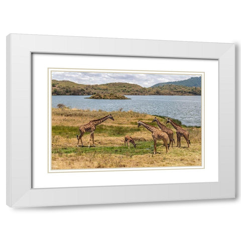Africa-Tanzania-Serengeti National Park Giraffes on plain  White Modern Wood Framed Art Print with Double Matting by Jaynes Gallery