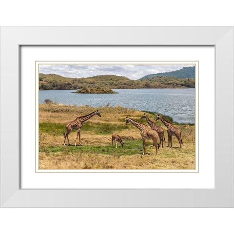 Africa-Tanzania-Serengeti National Park Giraffes on plain  White Modern Wood Framed Art Print with Double Matting by Jaynes Gallery