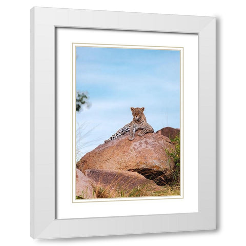 Africa-Tanzania-Serengeti National Park Leopard resting on boulder  White Modern Wood Framed Art Print with Double Matting by Jaynes Gallery