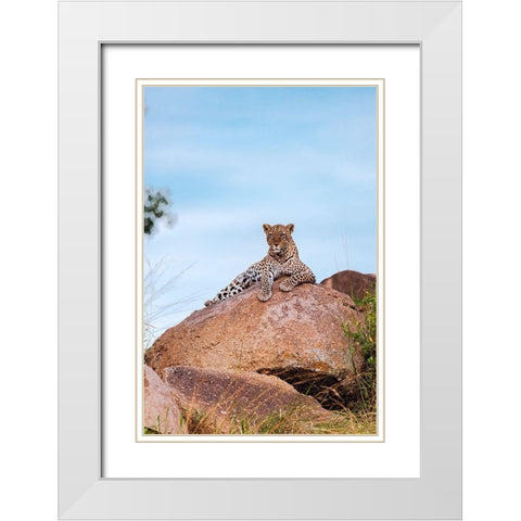Africa-Tanzania-Serengeti National Park Leopard resting on boulder  White Modern Wood Framed Art Print with Double Matting by Jaynes Gallery