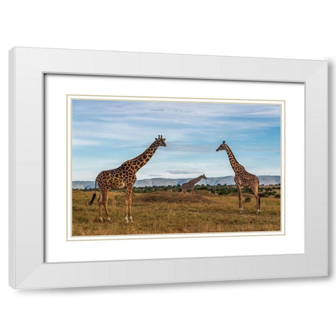 Africa-Tanzania-Serengeti National Park Giraffes on plain  White Modern Wood Framed Art Print with Double Matting by Jaynes Gallery