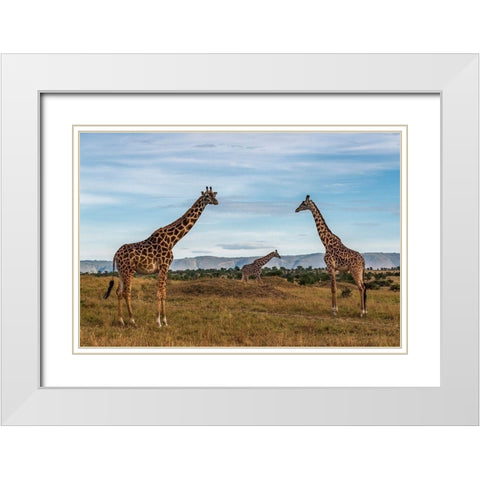 Africa-Tanzania-Serengeti National Park Giraffes on plain  White Modern Wood Framed Art Print with Double Matting by Jaynes Gallery