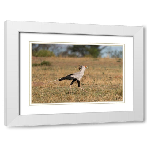 Africa-Tanzania-Serengeti National Park Secretary bird  White Modern Wood Framed Art Print with Double Matting by Jaynes Gallery