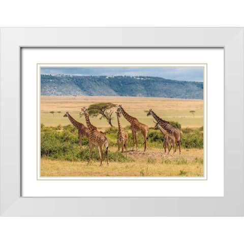 Africa-Tanzania-Serengeti National Park Giraffes on plain  White Modern Wood Framed Art Print with Double Matting by Jaynes Gallery