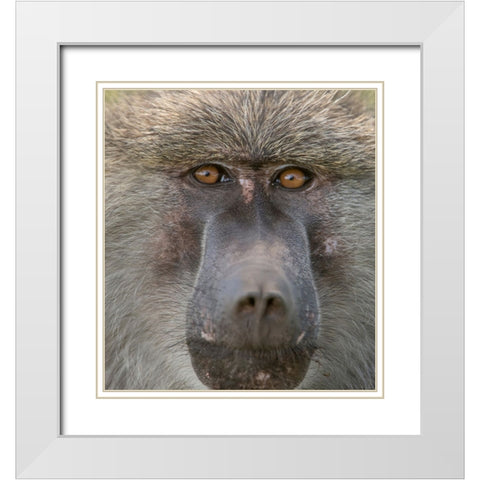 Africa-Tanzania Closeup of male baboon White Modern Wood Framed Art Print with Double Matting by Sederquist, Betty