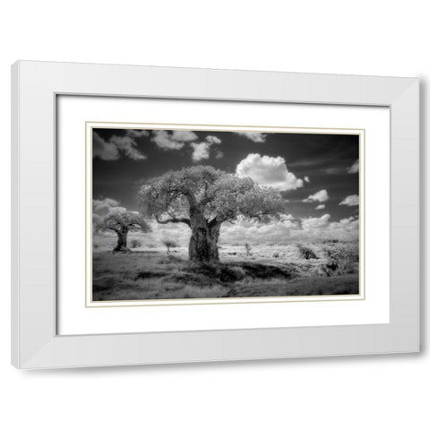 Africa-Tanzania Ancient baobab trees-dot the landscape in this infrared view White Modern Wood Framed Art Print with Double Matting by Sederquist, Betty