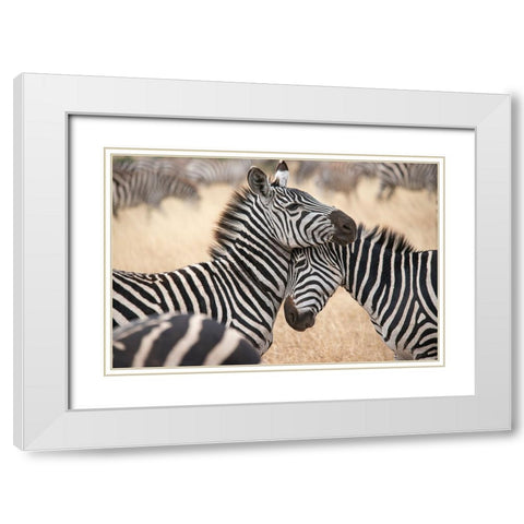 Africa-Tanzania Loving zebras nuzzle in the Serengeti White Modern Wood Framed Art Print with Double Matting by Sederquist, Betty