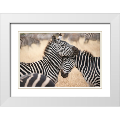 Africa-Tanzania Loving zebras nuzzle in the Serengeti White Modern Wood Framed Art Print with Double Matting by Sederquist, Betty