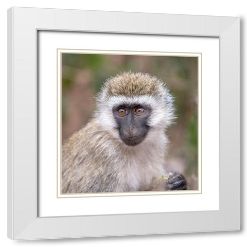 Africa Tanzania Vervet baby in the Serengeti White Modern Wood Framed Art Print with Double Matting by Sederquist, Betty