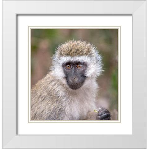 Africa Tanzania Vervet baby in the Serengeti White Modern Wood Framed Art Print with Double Matting by Sederquist, Betty
