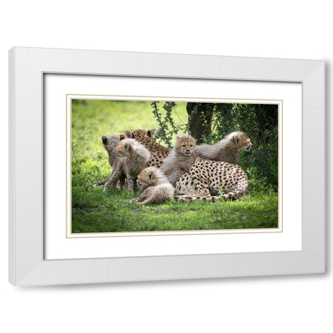 Africa-Tanzania cute cheetah cubs snuggle close to their mother in the Ndutu area of the Serengeti White Modern Wood Framed Art Print with Double Matting by Sederquist, Betty