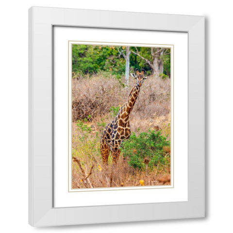 A Maasai giraffe looks on as a safari drives by White Modern Wood Framed Art Print with Double Matting by Richardson, Larry