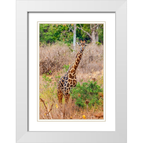 A Maasai giraffe looks on as a safari drives by White Modern Wood Framed Art Print with Double Matting by Richardson, Larry