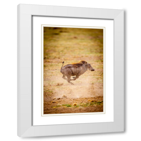 A young warthog kicks up dust as it runs White Modern Wood Framed Art Print with Double Matting by Richardson, Larry