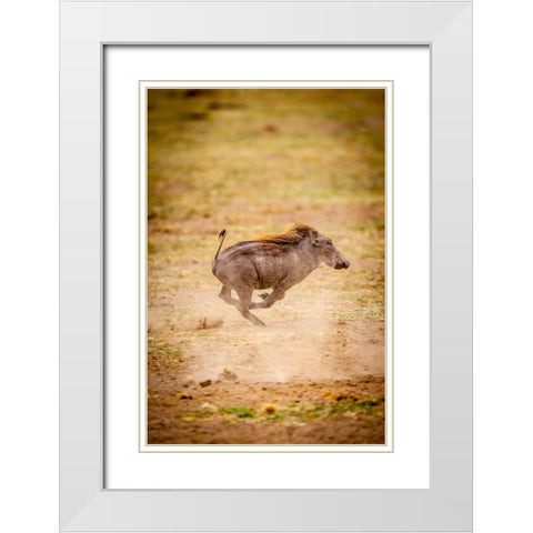 A young warthog kicks up dust as it runs White Modern Wood Framed Art Print with Double Matting by Richardson, Larry