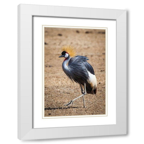 A grey crown crane is seen in Ngorongoro Crater-Tanzania White Modern Wood Framed Art Print with Double Matting by Richardson, Larry