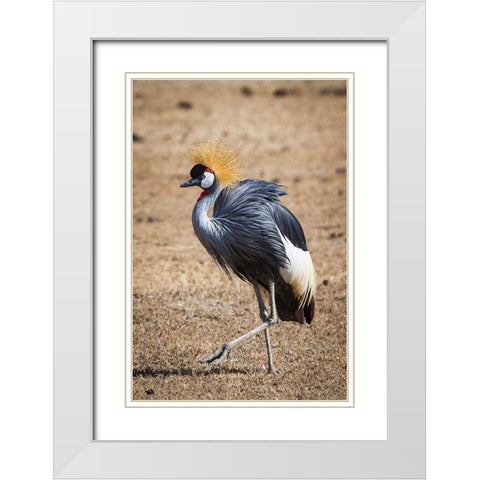 A grey crown crane is seen in Ngorongoro Crater-Tanzania White Modern Wood Framed Art Print with Double Matting by Richardson, Larry
