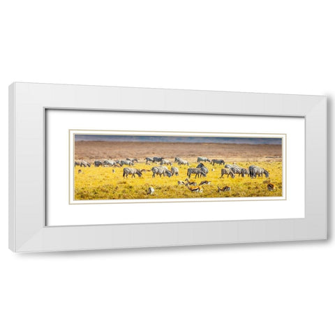 Thompsons gazelle and zebra feed among the grasslands within the Ngorongoro Crater White Modern Wood Framed Art Print with Double Matting by Richardson, Larry