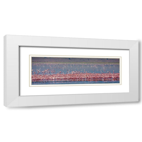 Lesser flamingos rest and feed in Lake Magadi inside Ngorongoro Crater-Tanzania White Modern Wood Framed Art Print with Double Matting by Richardson, Larry