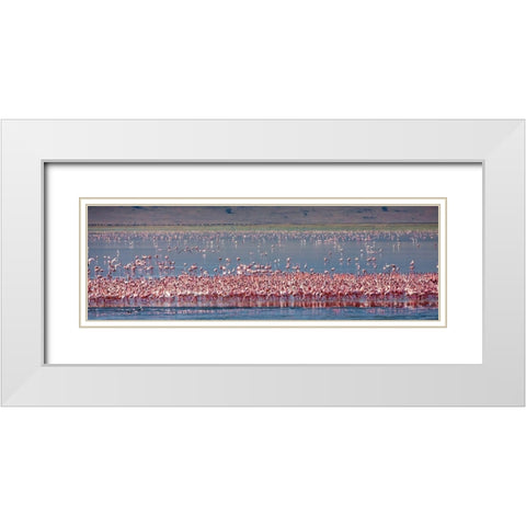 Lesser flamingos rest and feed in Lake Magadi inside Ngorongoro Crater-Tanzania White Modern Wood Framed Art Print with Double Matting by Richardson, Larry
