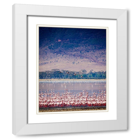 Lesser flamingos rest and feed in Lake Magadi inside Ngorongoro Crater-Tanzania White Modern Wood Framed Art Print with Double Matting by Richardson, Larry