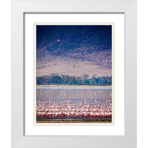 Lesser flamingos rest and feed in Lake Magadi inside Ngorongoro Crater-Tanzania White Modern Wood Framed Art Print with Double Matting by Richardson, Larry