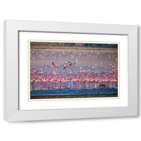 Lesser flamingos rest and feed in Lake Magadi inside Ngorongoro Crater-Tanzania White Modern Wood Framed Art Print with Double Matting by Richardson, Larry