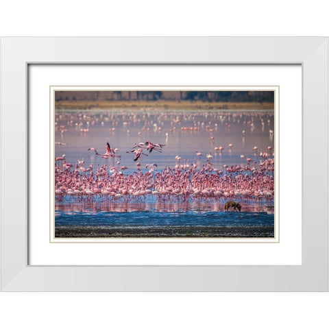 Lesser flamingos rest and feed in Lake Magadi inside Ngorongoro Crater-Tanzania White Modern Wood Framed Art Print with Double Matting by Richardson, Larry