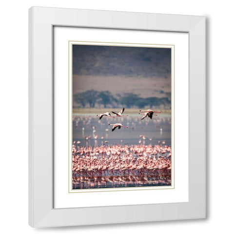 Lesser flamingos rest and feed in Lake Magadi inside Ngorongoro Crater-Tanzania White Modern Wood Framed Art Print with Double Matting by Richardson, Larry
