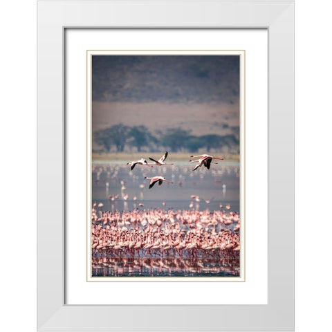 Lesser flamingos rest and feed in Lake Magadi inside Ngorongoro Crater-Tanzania White Modern Wood Framed Art Print with Double Matting by Richardson, Larry