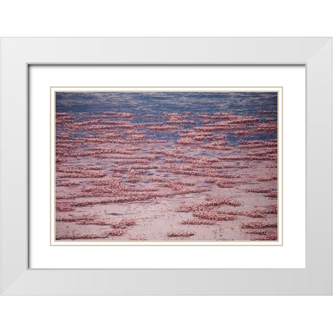 Africa-Tanzania-Aerial view of vast flock of Lesser Flamingos nesting in shallow salt waters White Modern Wood Framed Art Print with Double Matting by Souders, Paul