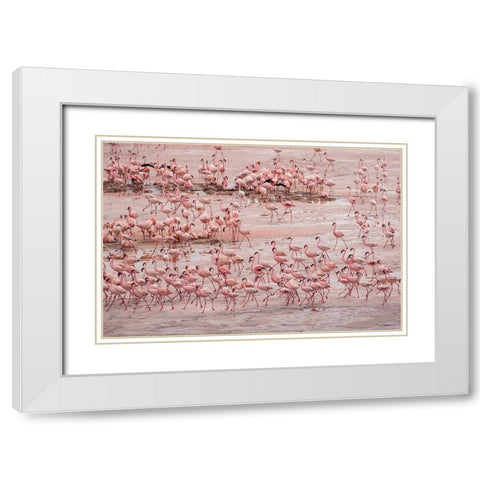 Africa-Tanzania-Aerial view of vast flock of Lesser Flamingos nesting in shallow salt waters White Modern Wood Framed Art Print with Double Matting by Souders, Paul