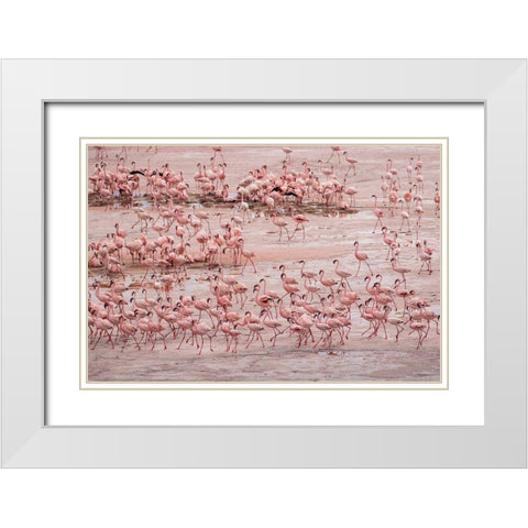 Africa-Tanzania-Aerial view of vast flock of Lesser Flamingos nesting in shallow salt waters White Modern Wood Framed Art Print with Double Matting by Souders, Paul