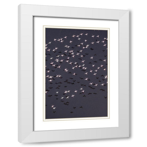 Africa-Tanzania-Aerial view of flock of Lesser Flamingos taking flight above shallow salt waters White Modern Wood Framed Art Print with Double Matting by Souders, Paul