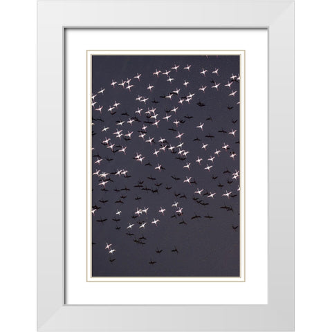 Africa-Tanzania-Aerial view of flock of Lesser Flamingos taking flight above shallow salt waters White Modern Wood Framed Art Print with Double Matting by Souders, Paul