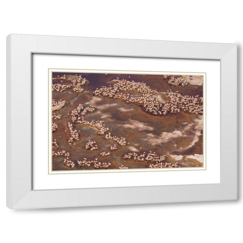 Africa-Tanzania-Aerial view of flock of Lesser Flamingos nesting among salt flats White Modern Wood Framed Art Print with Double Matting by Souders, Paul