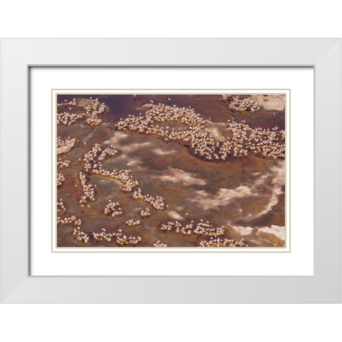 Africa-Tanzania-Aerial view of flock of Lesser Flamingos nesting among salt flats White Modern Wood Framed Art Print with Double Matting by Souders, Paul