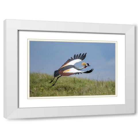 Africa-Tanzania-Ngorongoro Conservation Area-Grey Crowned Crane White Modern Wood Framed Art Print with Double Matting by Souders, Paul