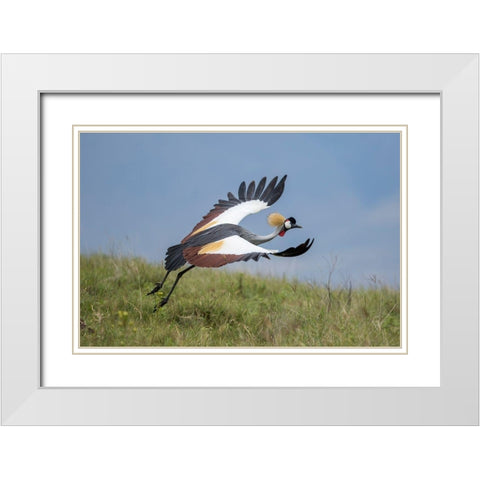 Africa-Tanzania-Ngorongoro Conservation Area-Grey Crowned Crane White Modern Wood Framed Art Print with Double Matting by Souders, Paul