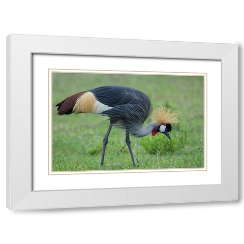 Africa-Tanzania-Ngorongoro Conservation Area-Grey Crowned Crane White Modern Wood Framed Art Print with Double Matting by Souders, Paul