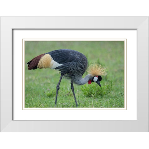Africa-Tanzania-Ngorongoro Conservation Area-Grey Crowned Crane White Modern Wood Framed Art Print with Double Matting by Souders, Paul