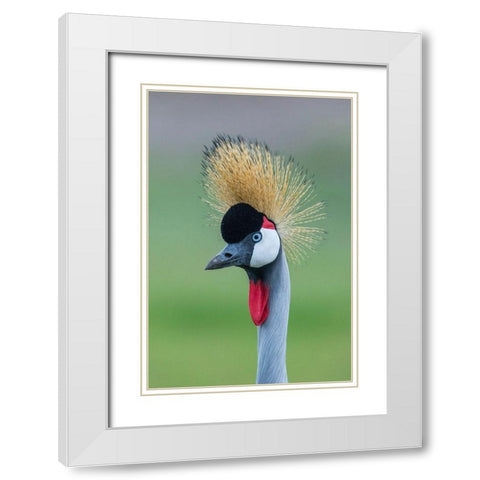 Africa-Tanzania-Ngorongoro Conservation Area-Grey Crowned Crane White Modern Wood Framed Art Print with Double Matting by Souders, Paul
